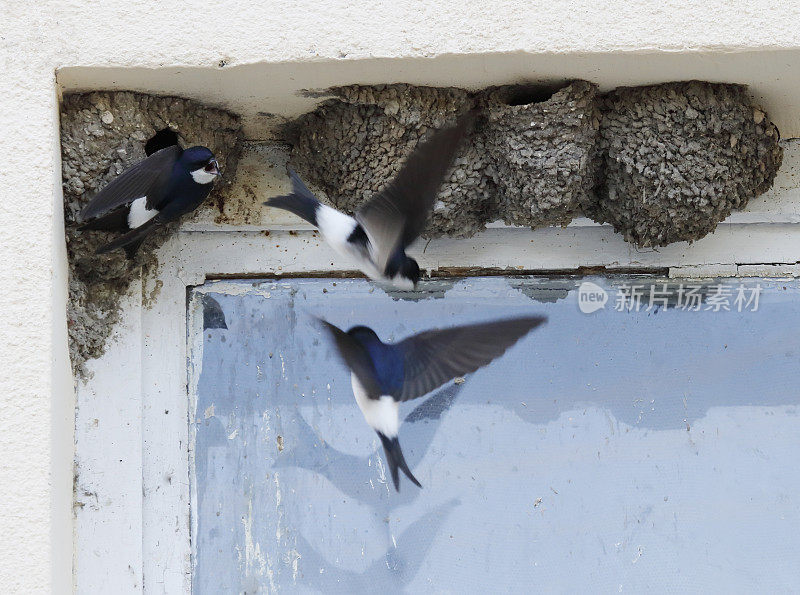 住宅马丁(Delichon urbicum)由Nest设计